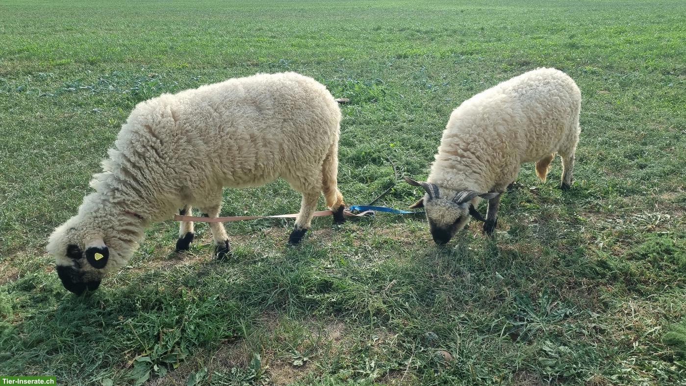 3 Walliser Schwarznasenschafe 50%
