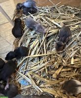 Goldhamster Junge aus liebevoller Zucht
