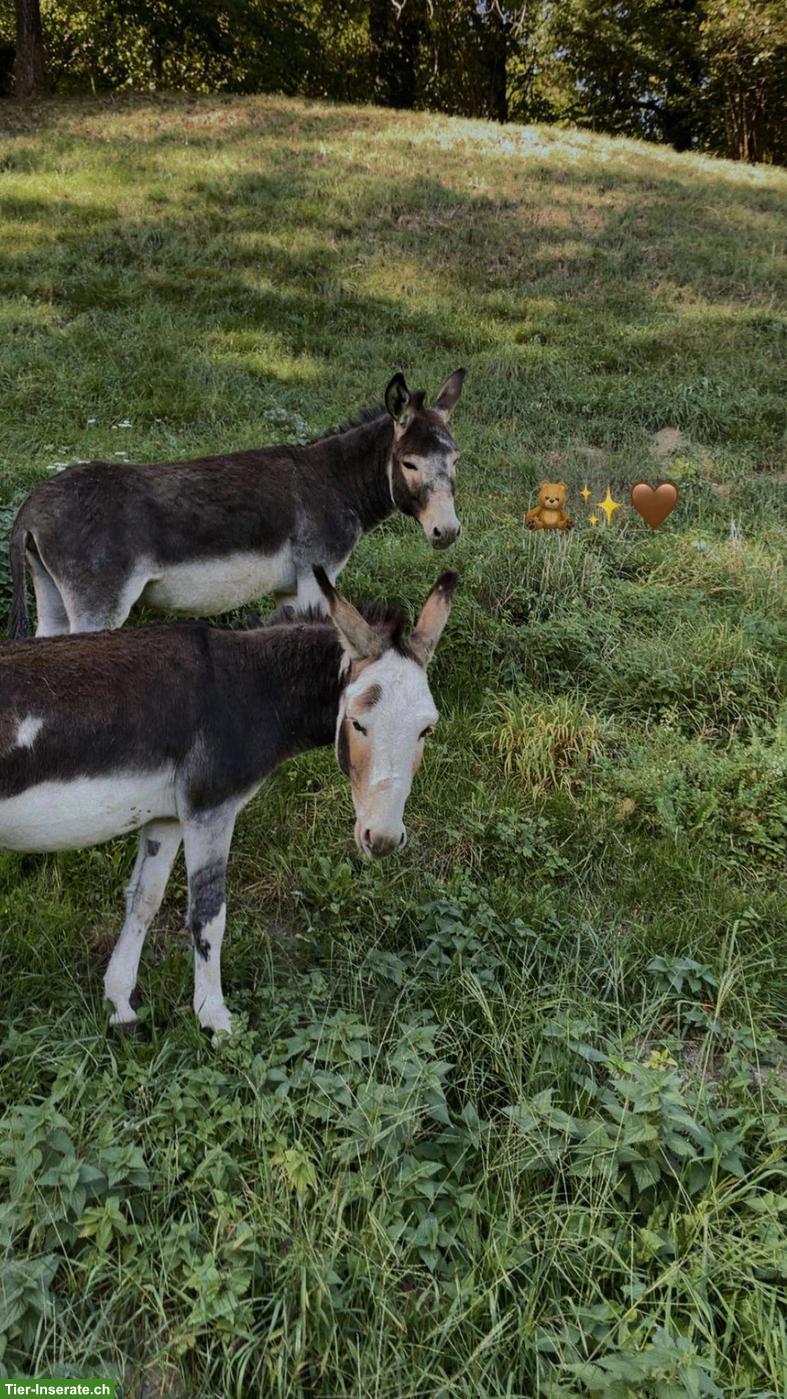 2 zahme Esel Hengste suchen liebes Zuhause
