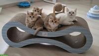 Reinrassige BKH Kitten mit Stammbaum zur Abgabe