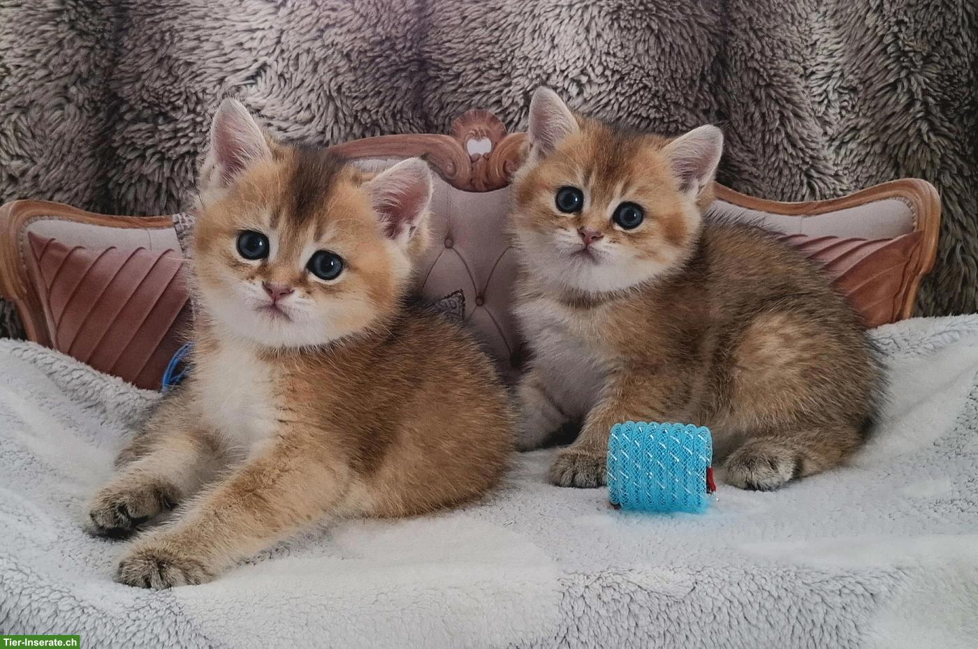 Bild 10: Reinrassige BKH Kitten mit Stammbaum zur Abgabe