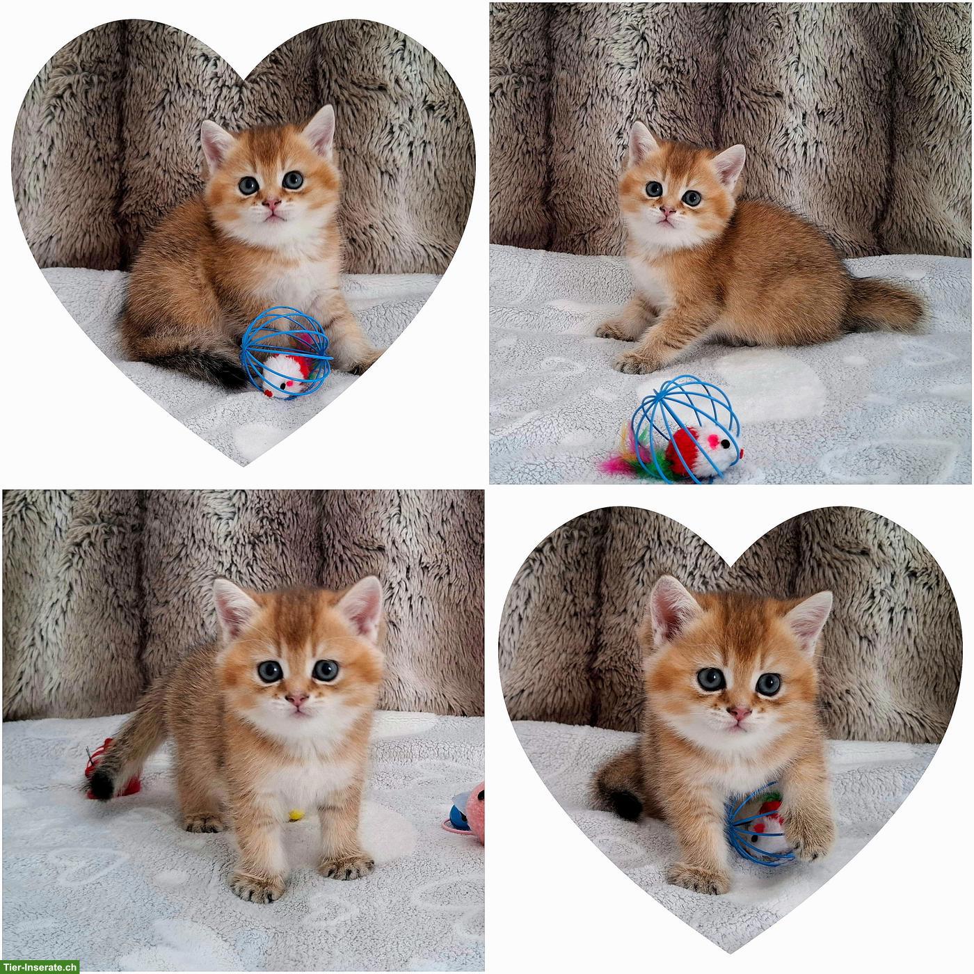 Bild 2: Reinrassige BKH Kitten mit Stammbaum zur Abgabe