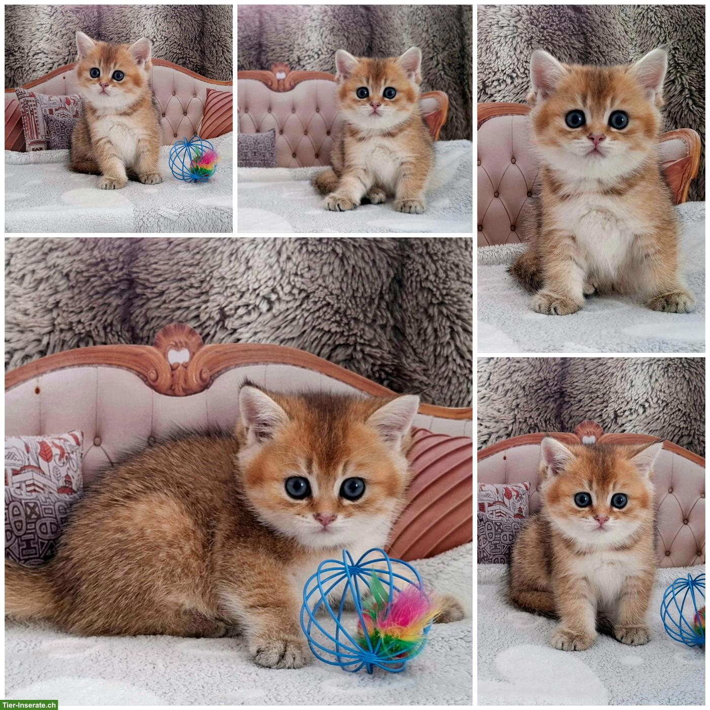 Bild 3: Reinrassige BKH Kitten mit Stammbaum zur Abgabe