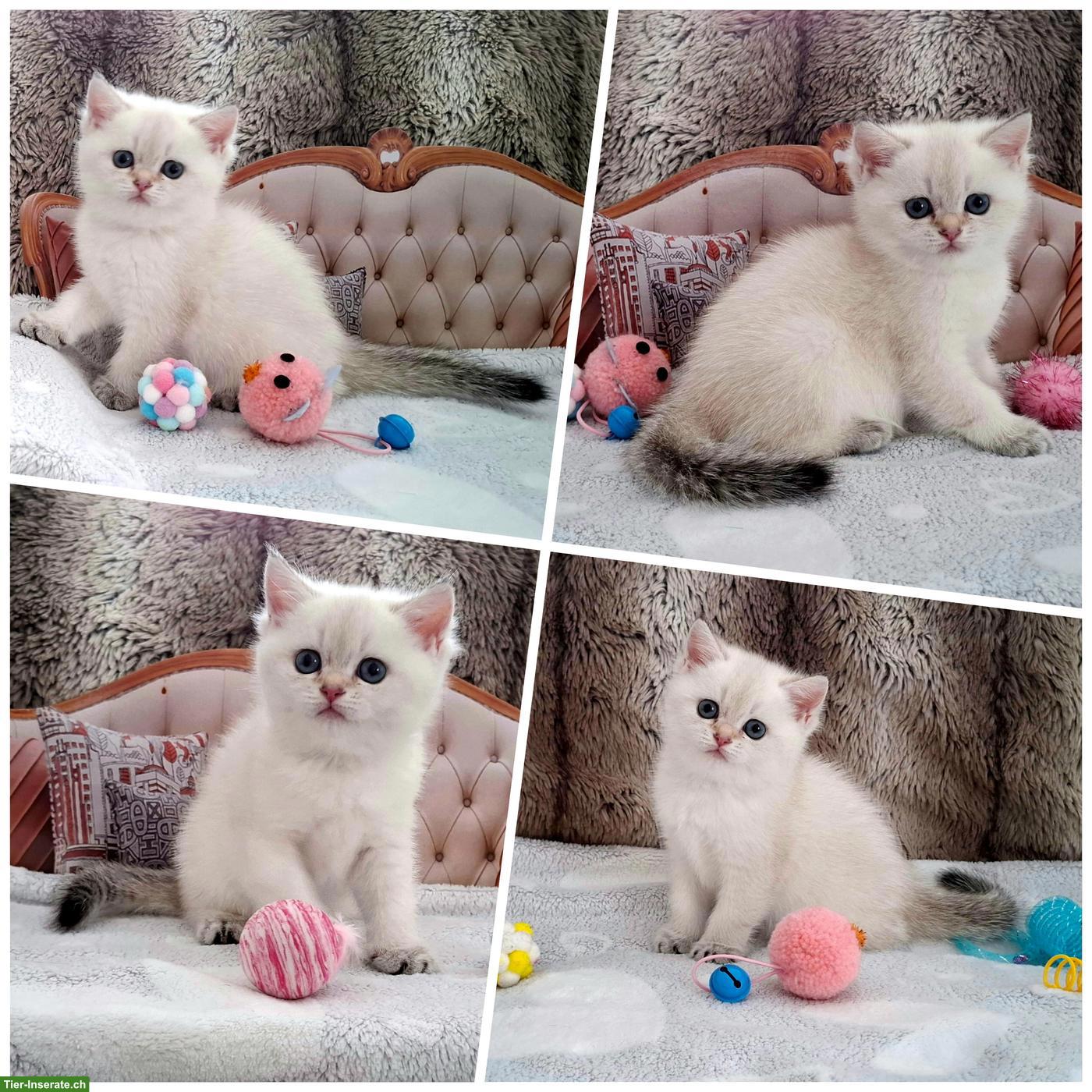 Bild 4: Reinrassige BKH Kitten mit Stammbaum zur Abgabe