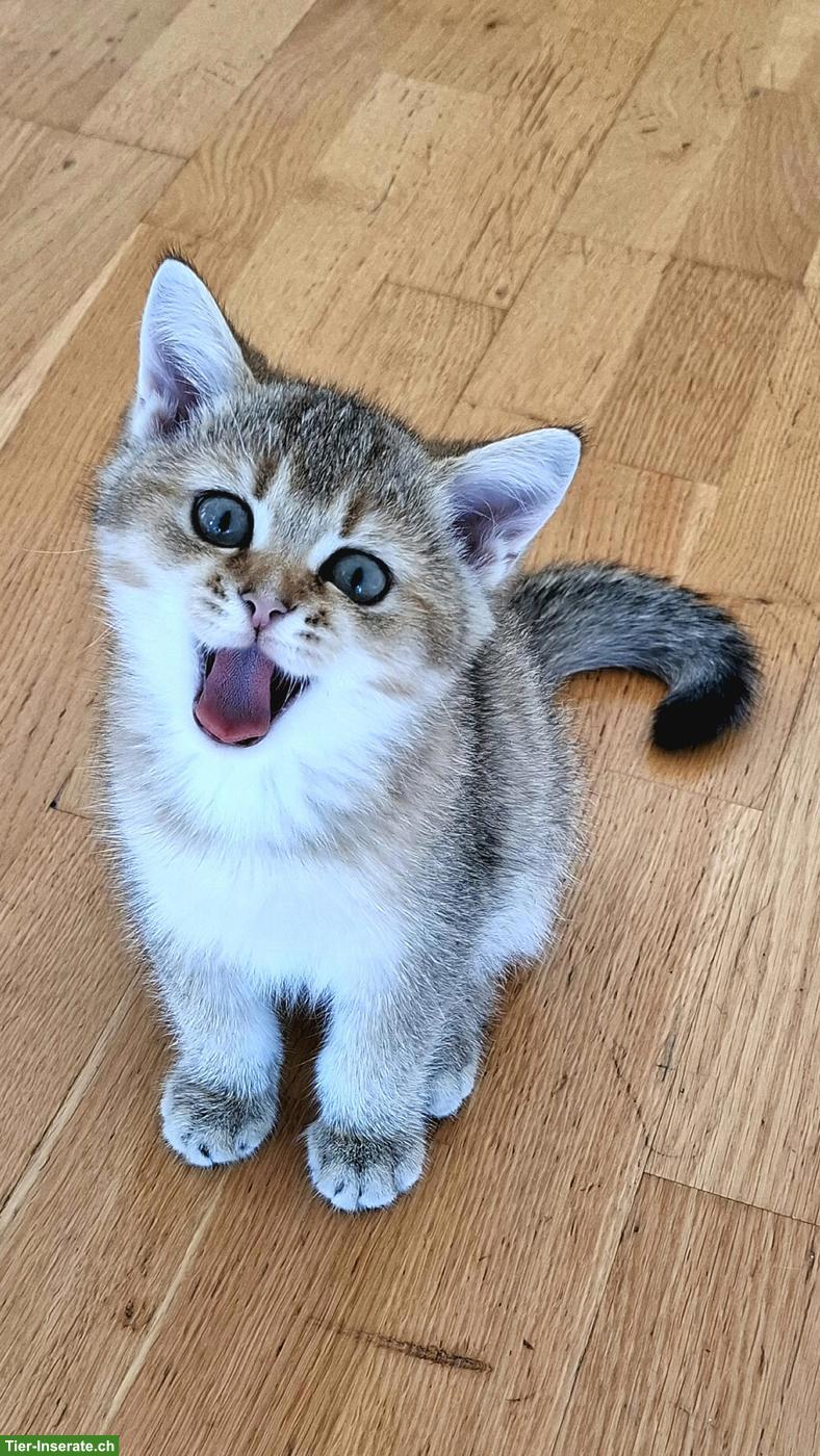 Bild 5: Reinrassige BKH Kitten mit Stammbaum zur Abgabe