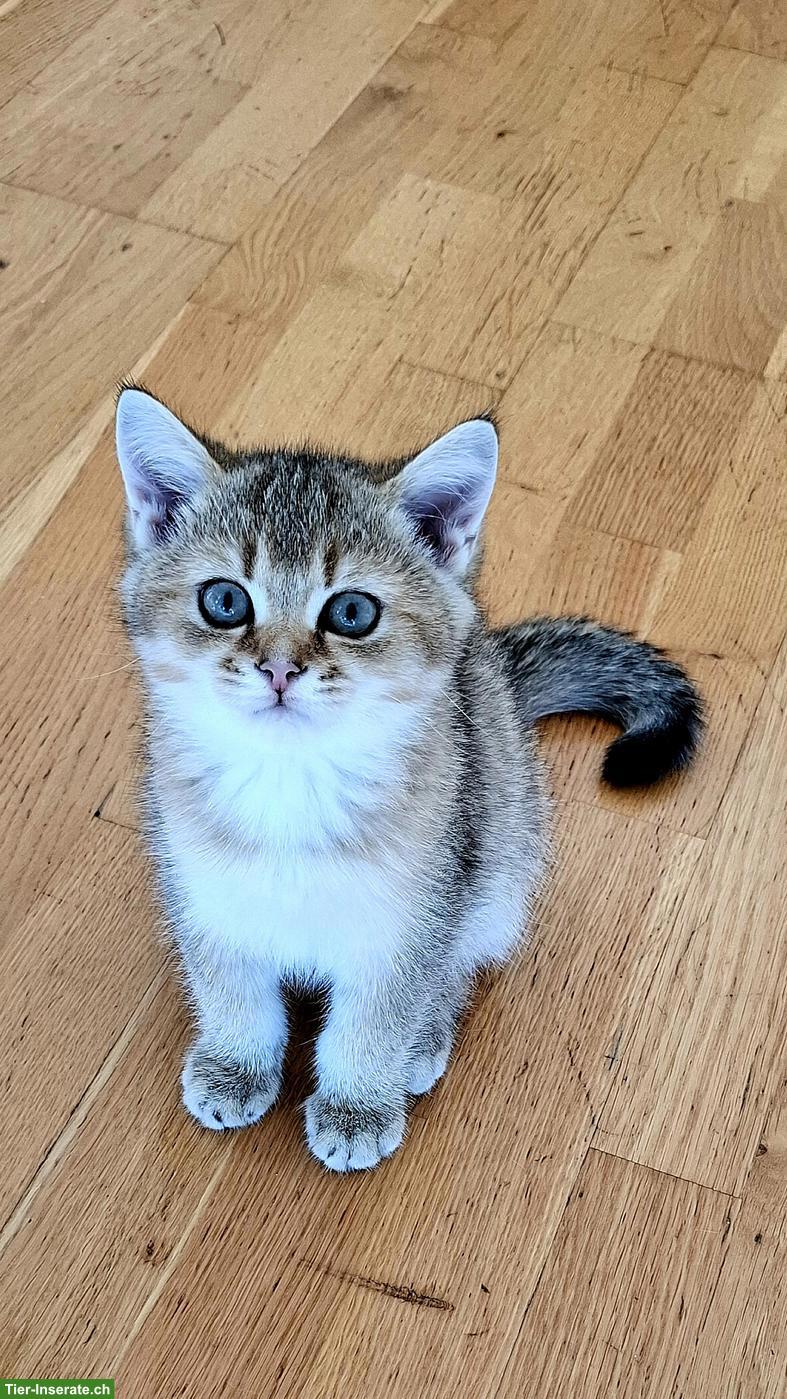 Bild 6: Reinrassige BKH Kitten mit Stammbaum zur Abgabe