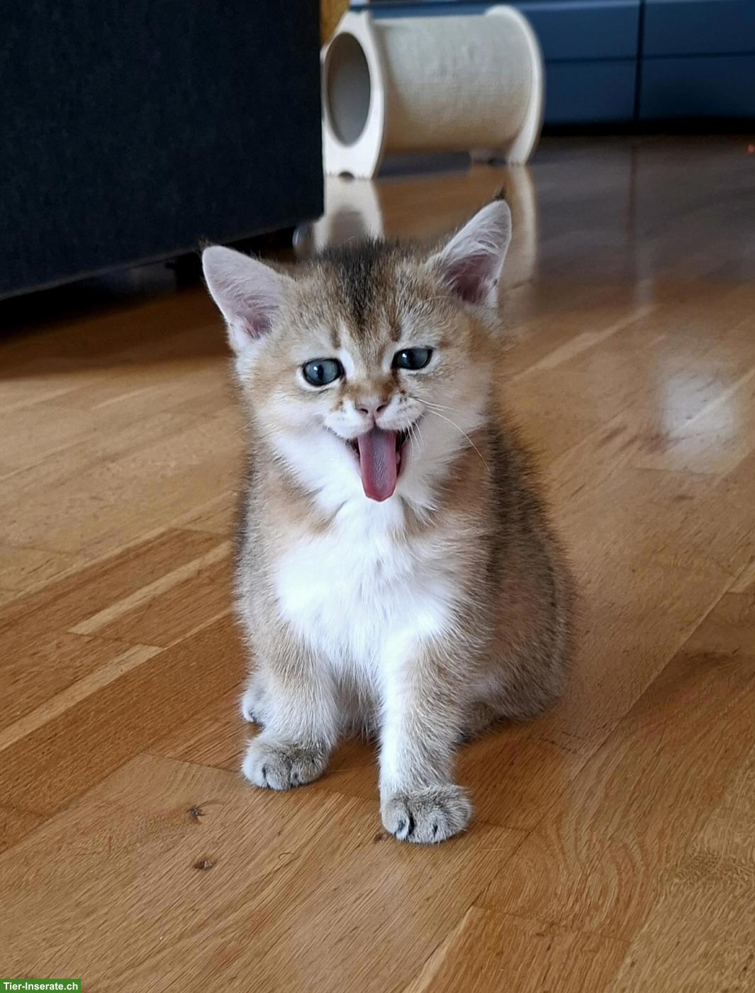 Bild 7: Reinrassige BKH Kitten mit Stammbaum zur Abgabe