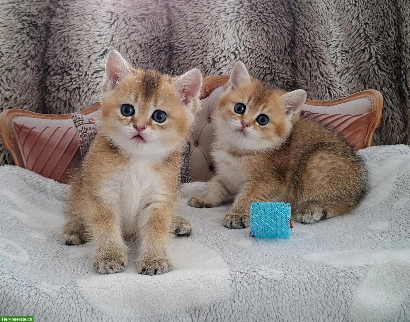 Bild 9: Reinrassige BKH Kitten mit Stammbaum zur Abgabe