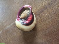 Acavus haemastoma Schnecken zu verkaufen