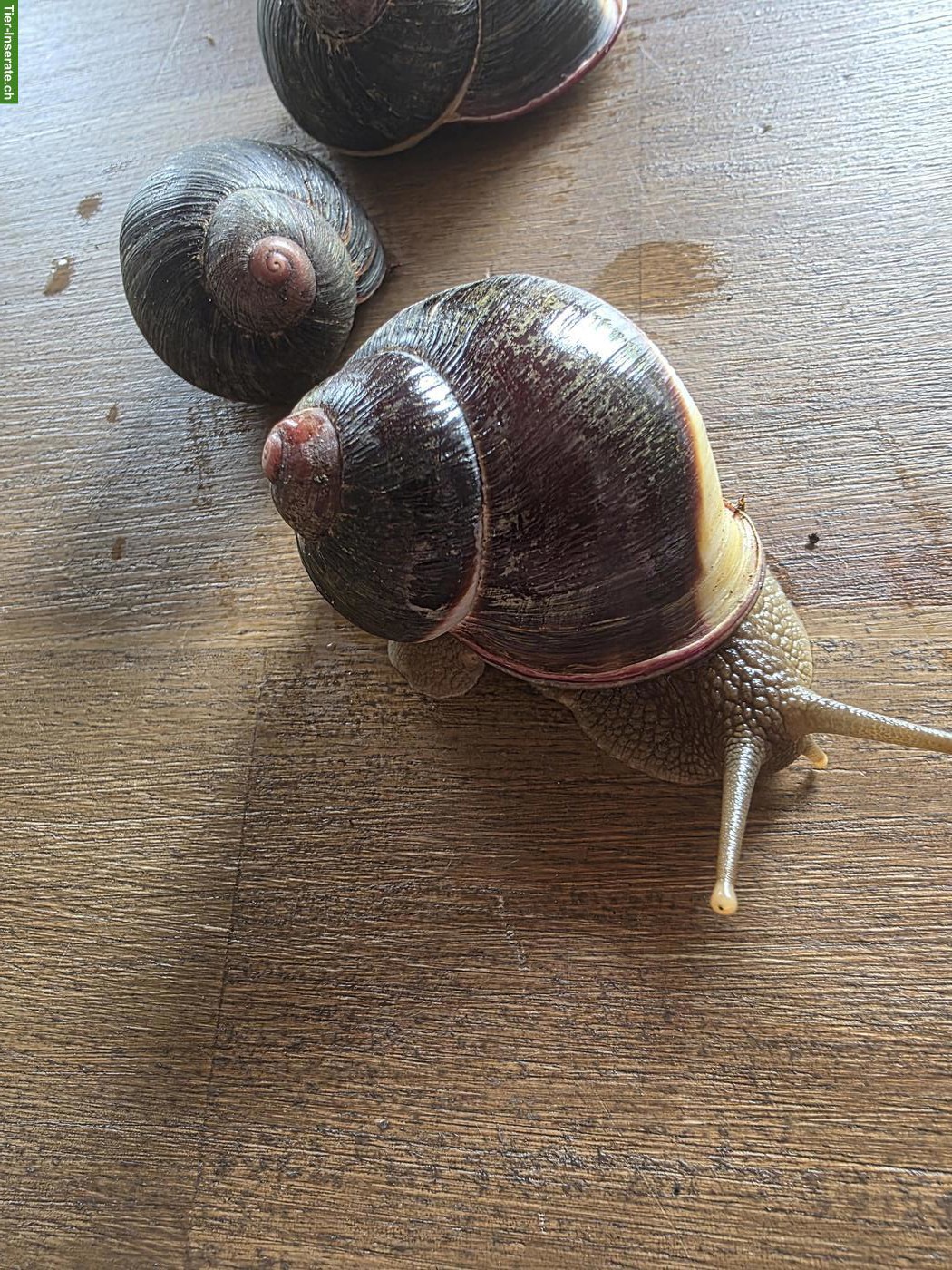 Bild 3: Acavus haemastoma Schnecken zu verkaufen