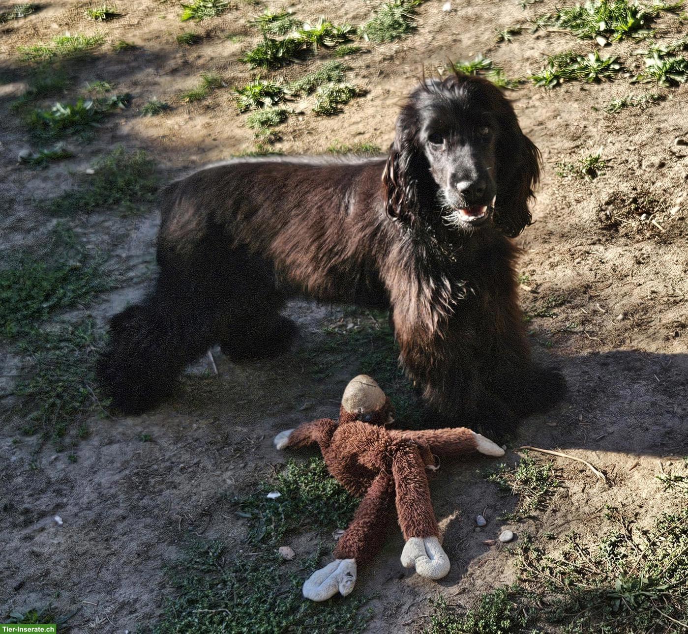 English Cocker Spaniel Hündin mit FCI-Ahnentafel