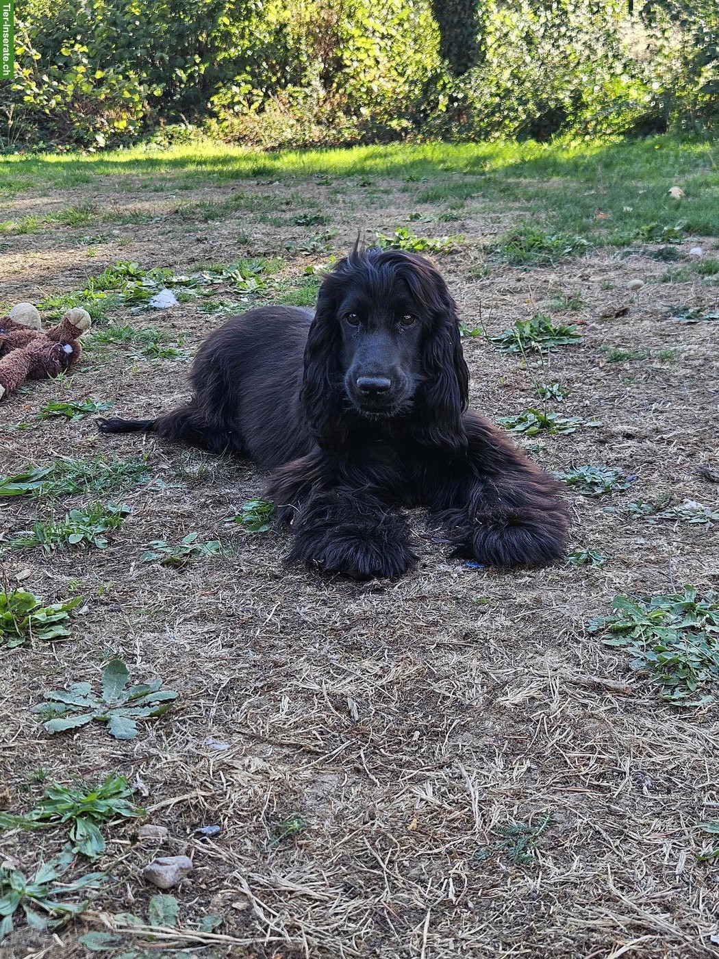Bild 2: English Cocker Spaniel Hündin mit FCI-Ahnentafel