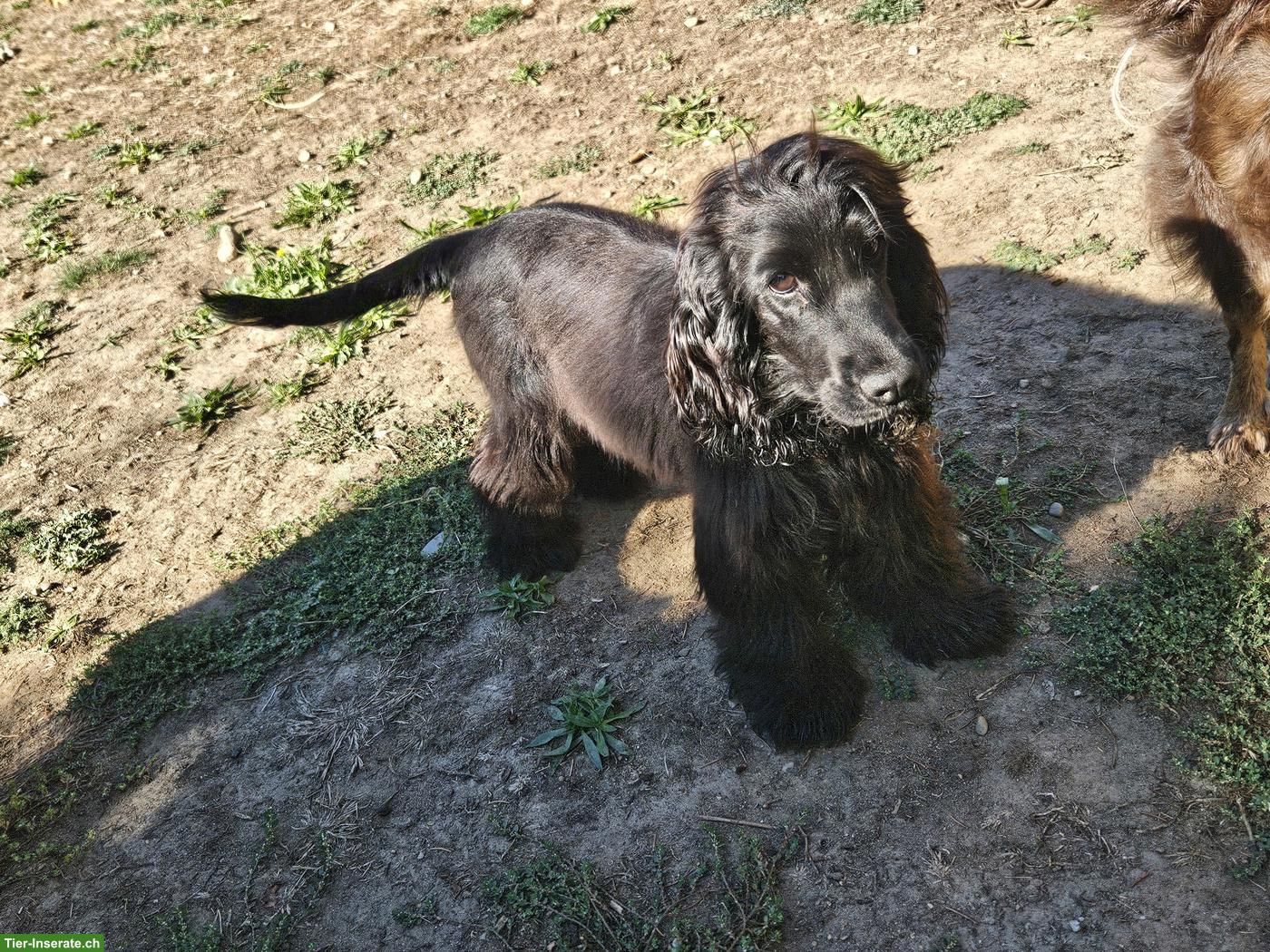 Bild 3: English Cocker Spaniel Hündin mit FCI-Ahnentafel