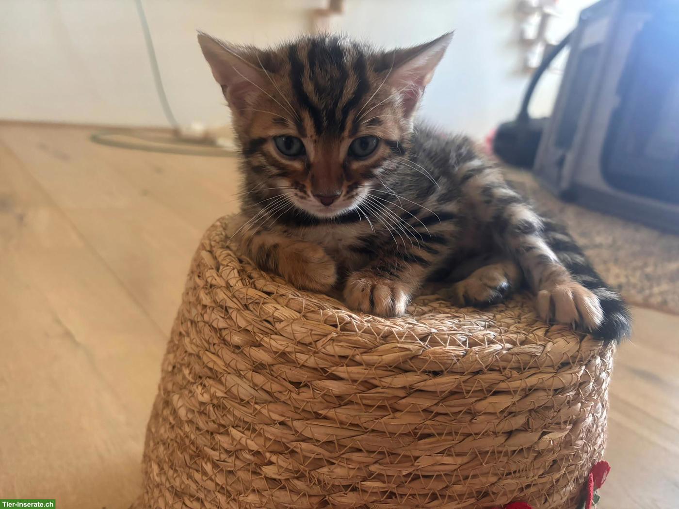 3 Bengel Kitten suchen neues Zuhause