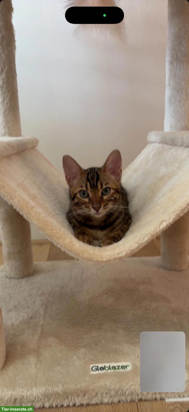 Bild 3: 3 Bengel Kitten suchen neues Zuhause