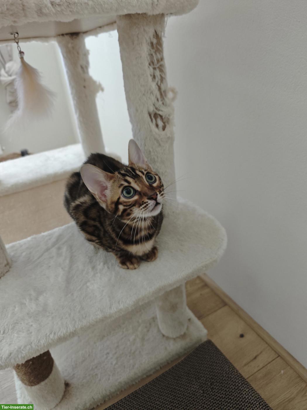 Bild 4: 3 Bengel Kitten suchen neues Zuhause