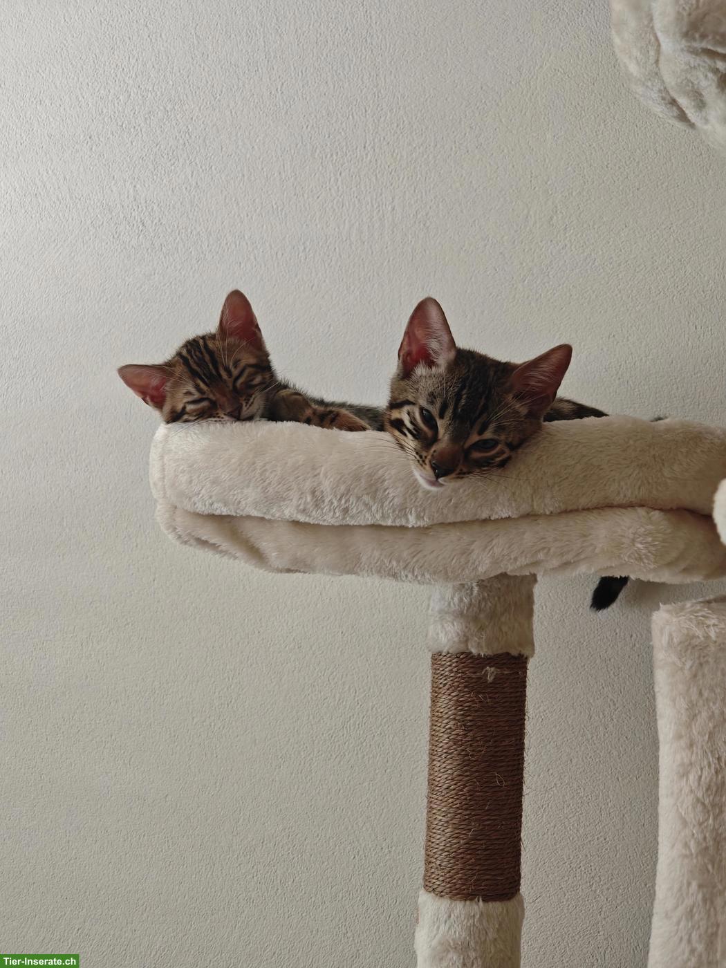 Bild 8: 3 Bengel Kitten suchen neues Zuhause