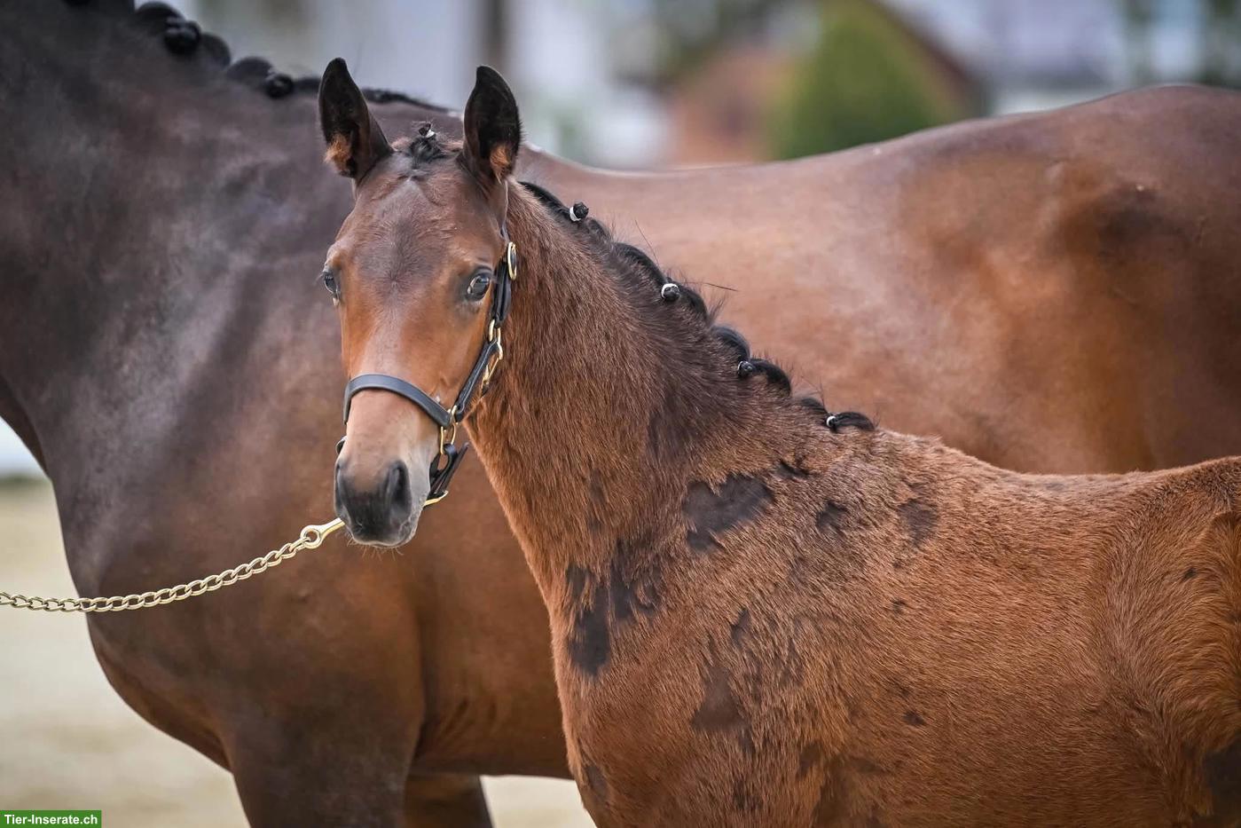 Schweizer Warmblut Hengstfohlen mit starken Bewegungen
