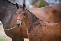 Schweizer Warmblut Hengstfohlen mit starken Bewegungen