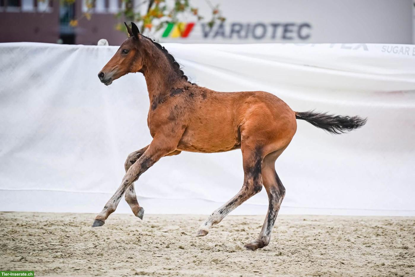 Bild 2: Schweizer Warmblut Hengstfohlen mit starken Bewegungen