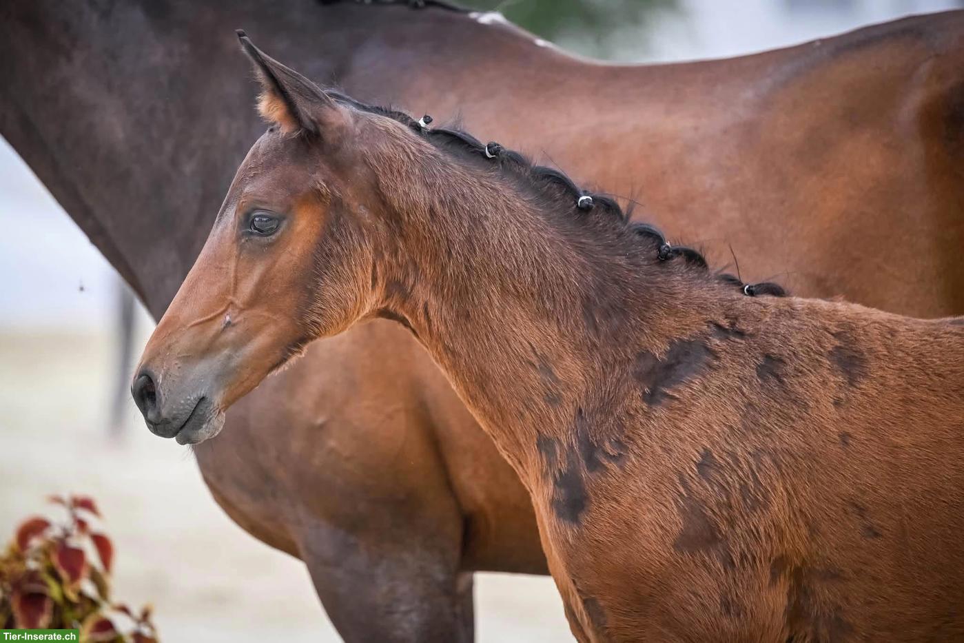 Bild 4: Schweizer Warmblut Hengstfohlen mit starken Bewegungen