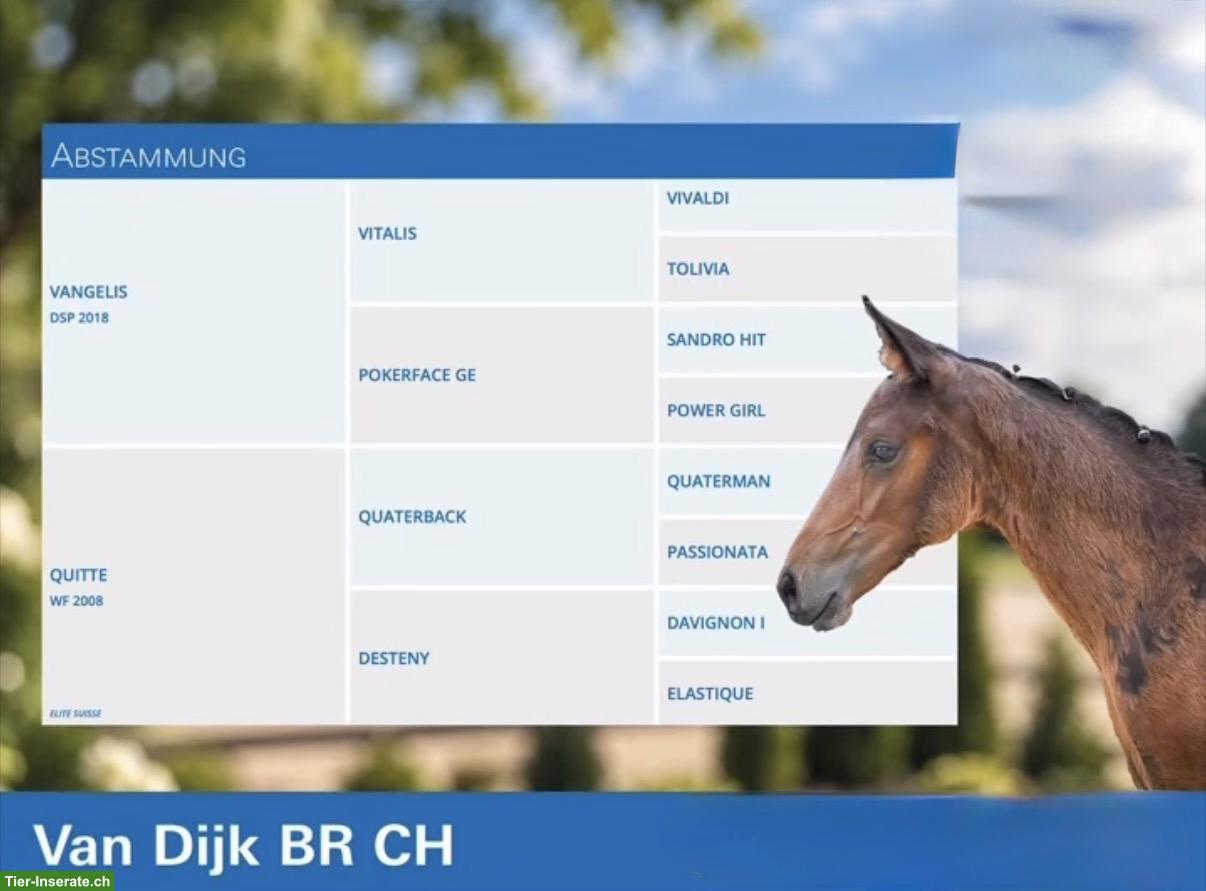 Bild 5: Schweizer Warmblut Hengstfohlen mit starken Bewegungen