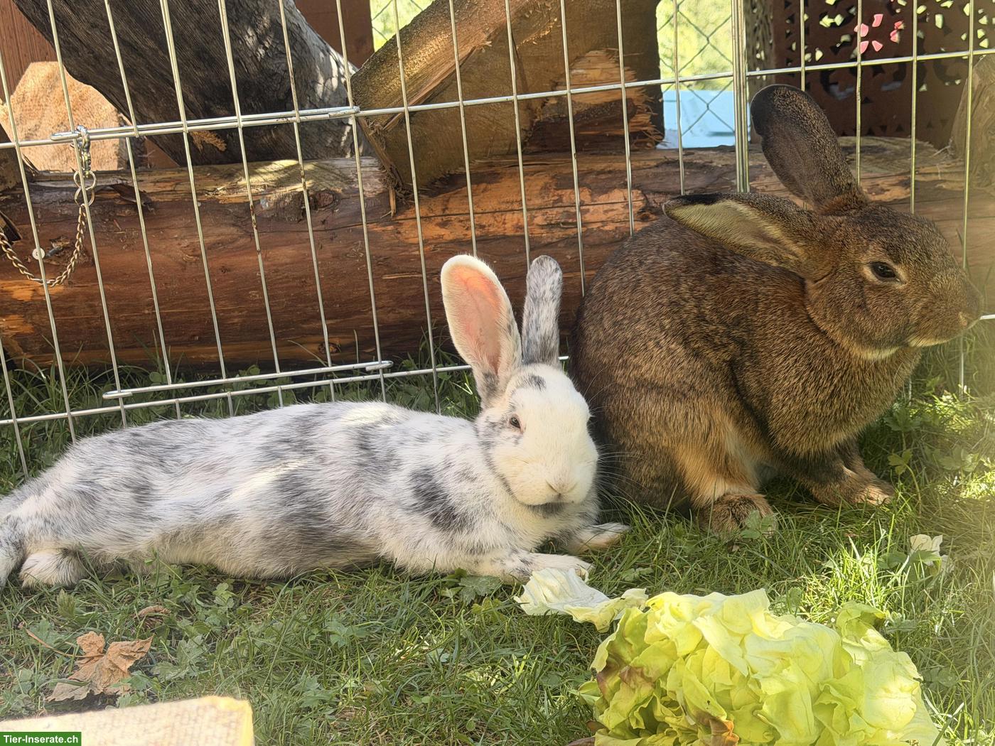 Röhnkaninchen & braunes Kaninchen abzugeben