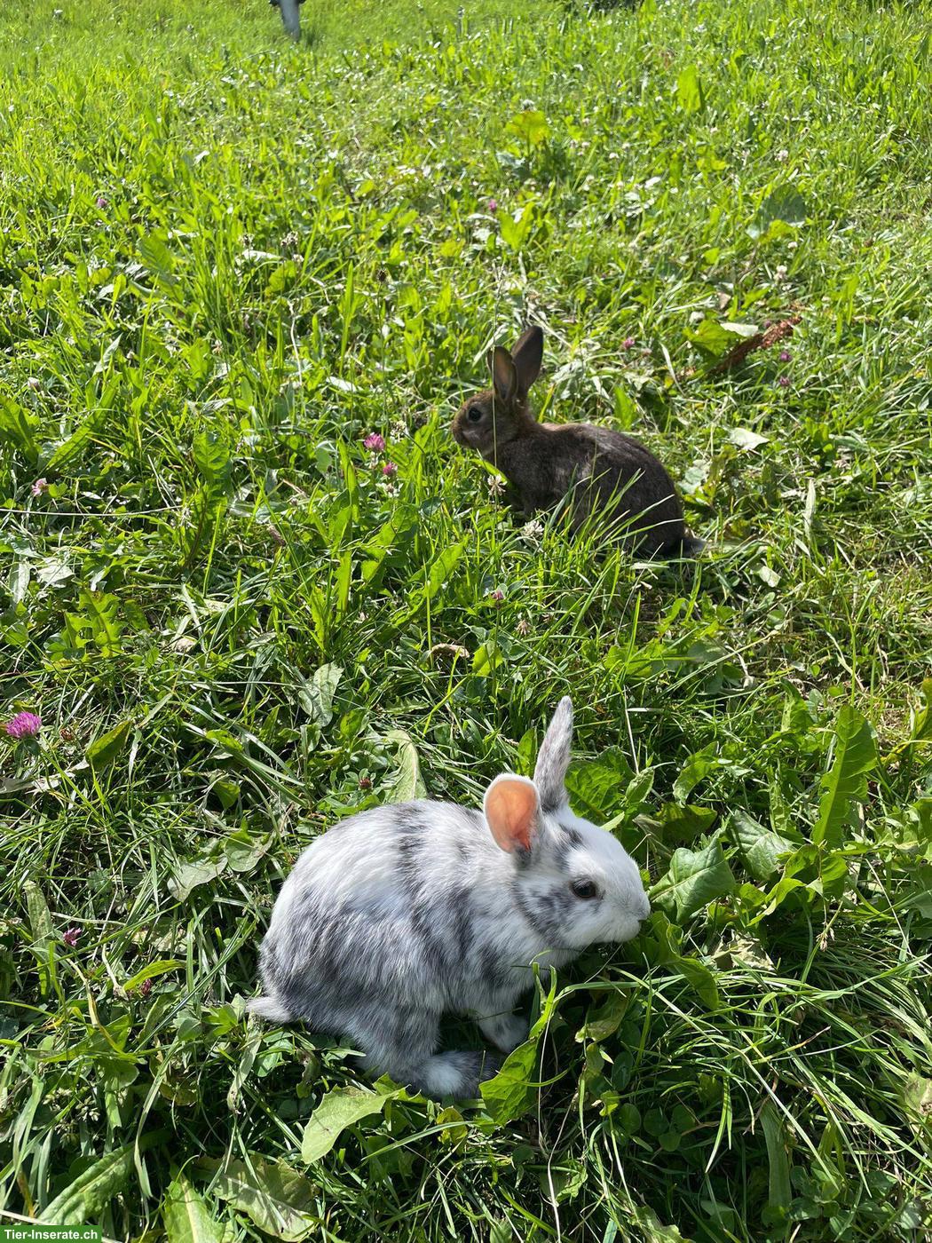 Bild 2: Röhnkaninchen & braunes Kaninchen abzugeben