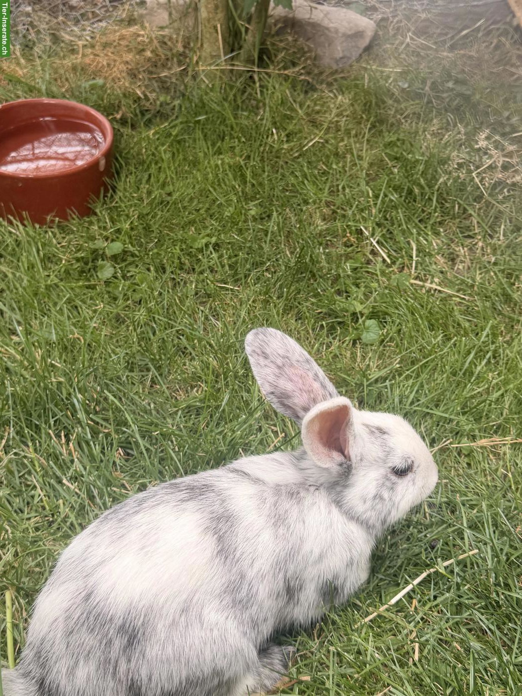 Bild 3: Röhnkaninchen & braunes Kaninchen abzugeben