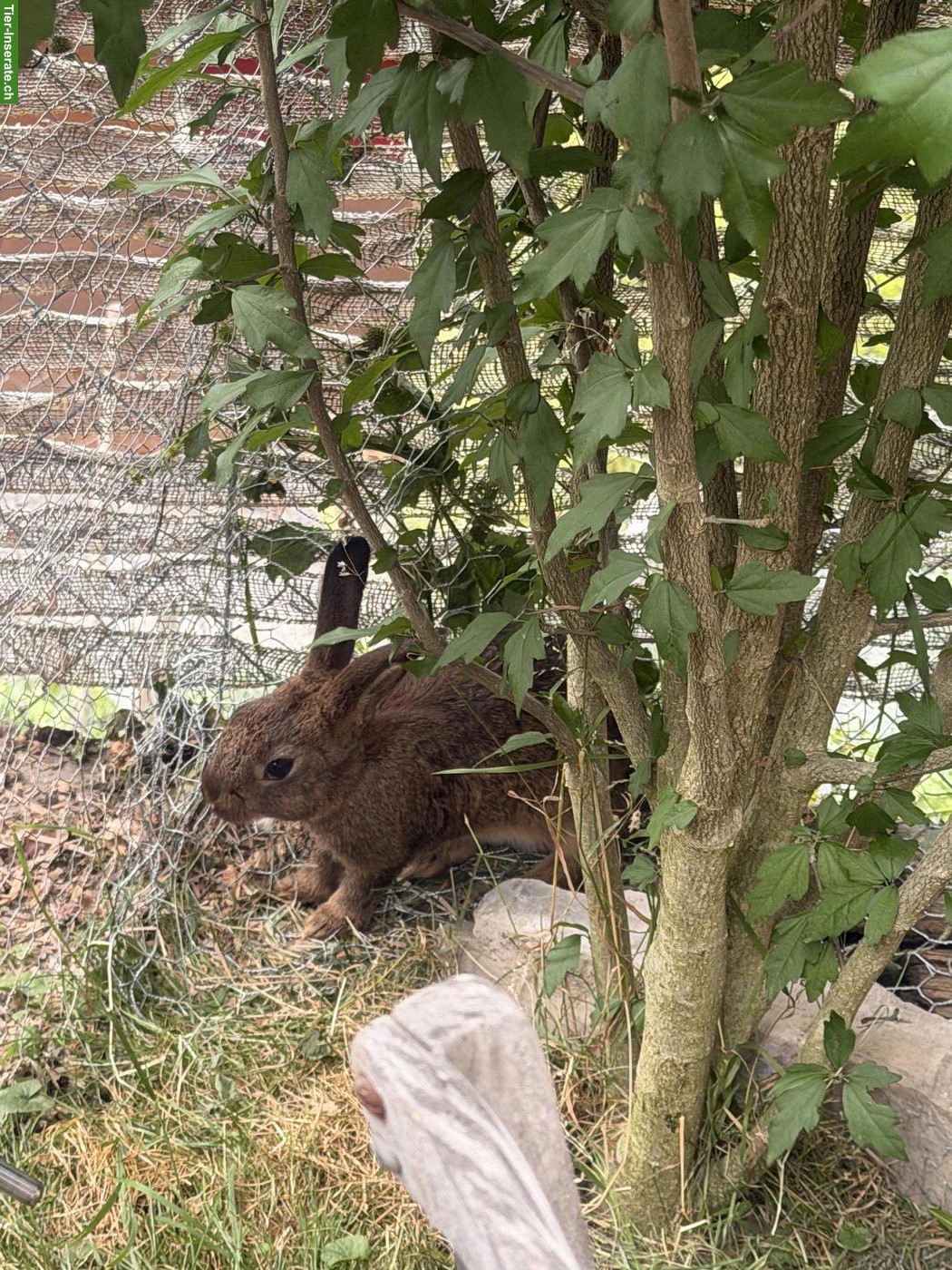 Bild 4: Röhnkaninchen & braunes Kaninchen abzugeben