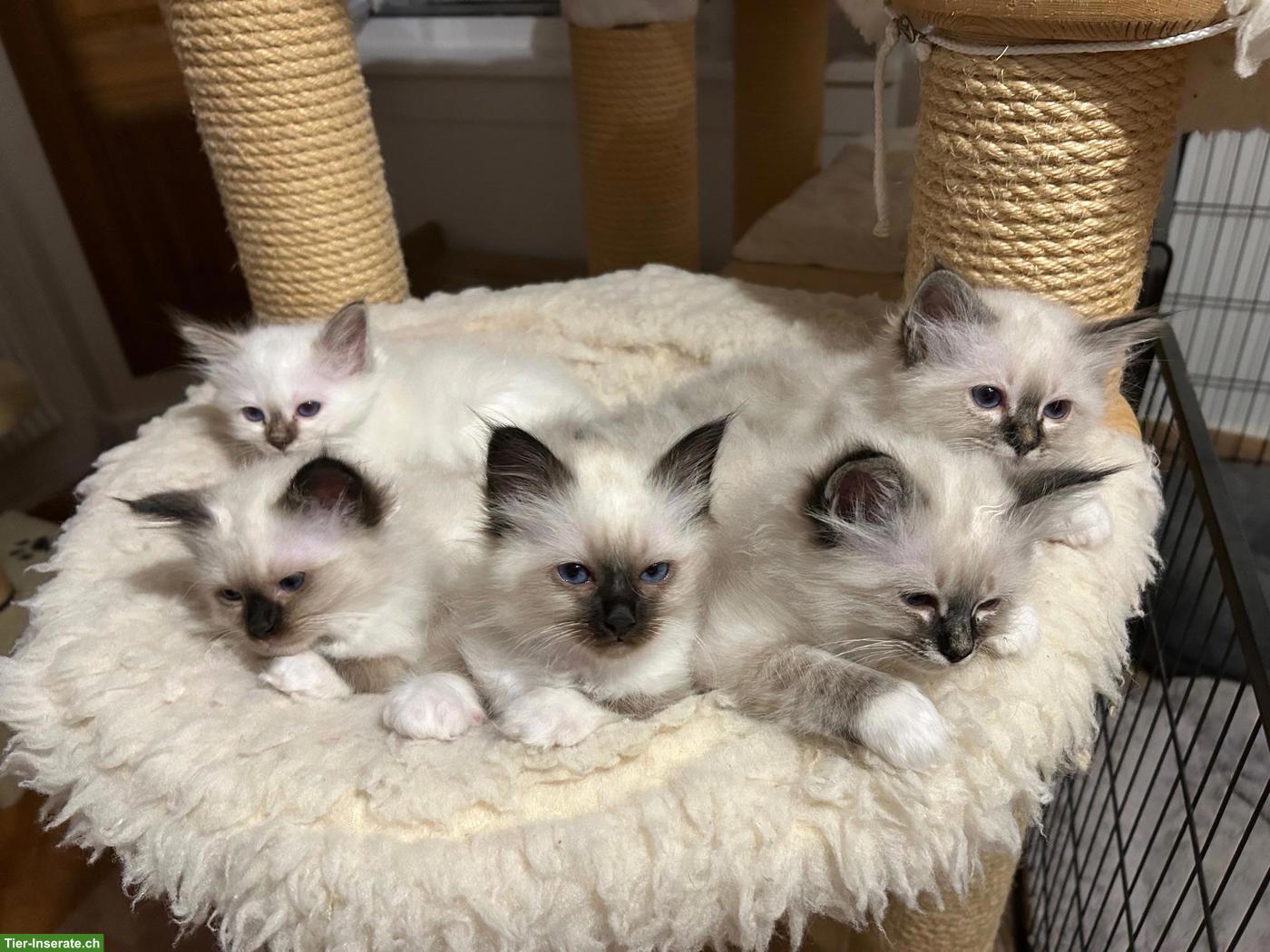Heilige Birma Kitten, reinrassig