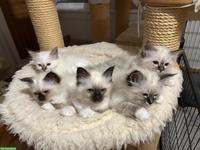 Heilige Birma Kitten, reinrassig