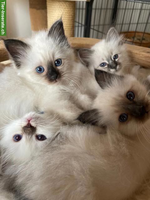 Bild 3: Heilige Birma Kitten, reinrassig