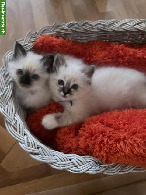 Bild 4: Heilige Birma Kitten, reinrassig
