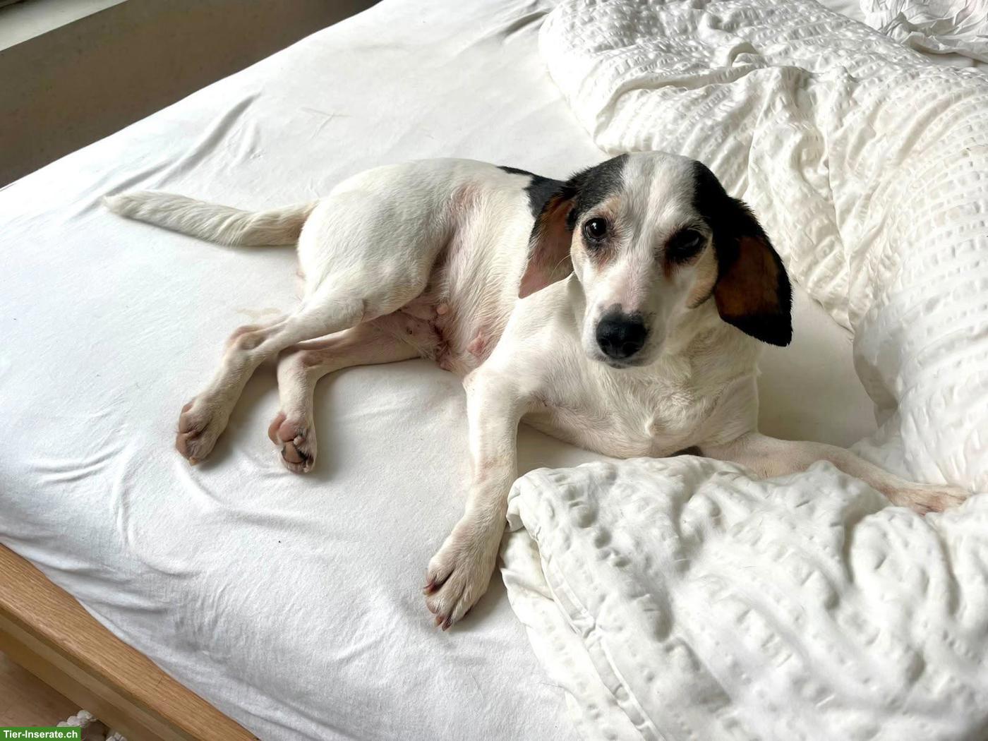 Mischlingshündin Hazel sucht ihr Für-immer-Zuhause