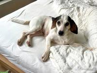 Mischlingshündin Hazel sucht ihr Für-immer-Zuhause