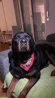 Rottweiler-Rüde Poppa, anhänglich, verschmust, 4-jährig
