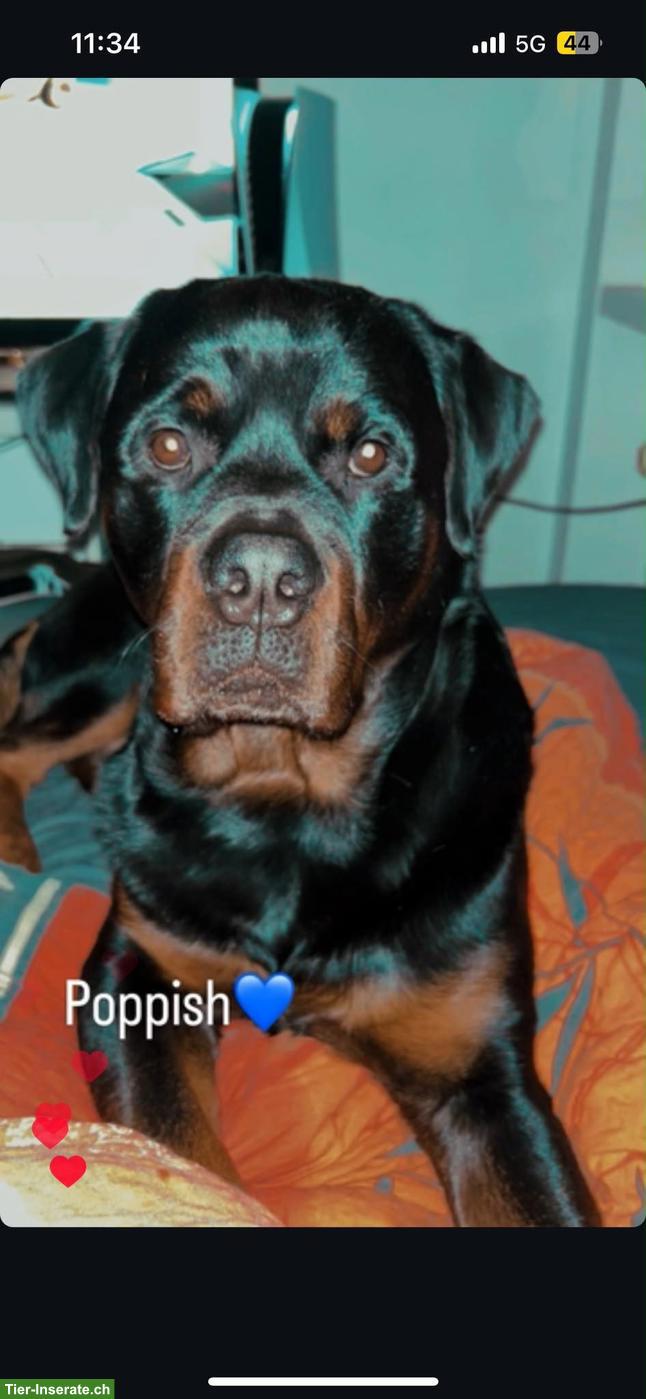 Bild 2: Rottweiler-Rüde Poppa, anhänglich, verschmust, 4-jährig