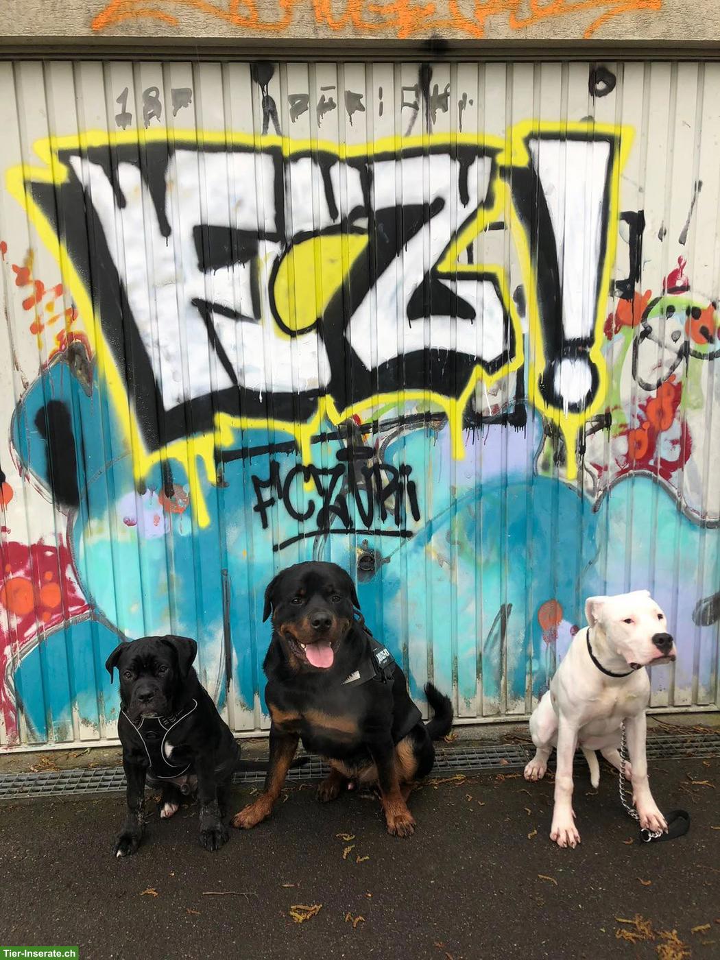 Bild 6: Rottweiler-Rüde Poppa, anhänglich, verschmust, 4-jährig