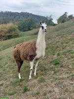 Hübsche Lama Stute, 14-jährig