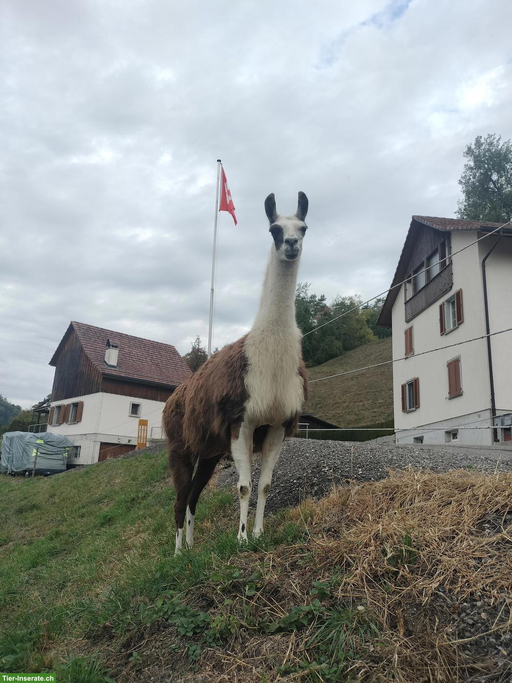 Bild 2: Hübsche Lama Stute, 14-jährig