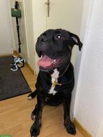 Verschmuster Cane Corso Rüde Tyson