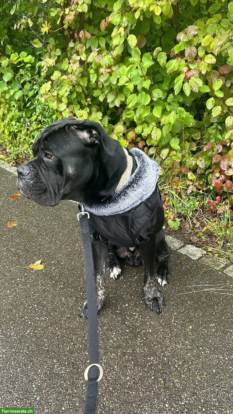 Bild 2: Verschmuster Cane Corso Rüde Tyson