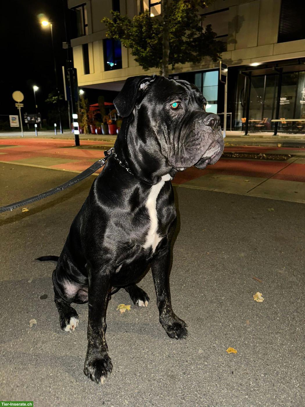 Bild 3: Verschmuster Cane Corso Rüde Tyson