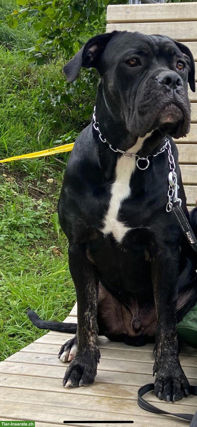 Bild 4: Verschmuster Cane Corso Rüde Tyson