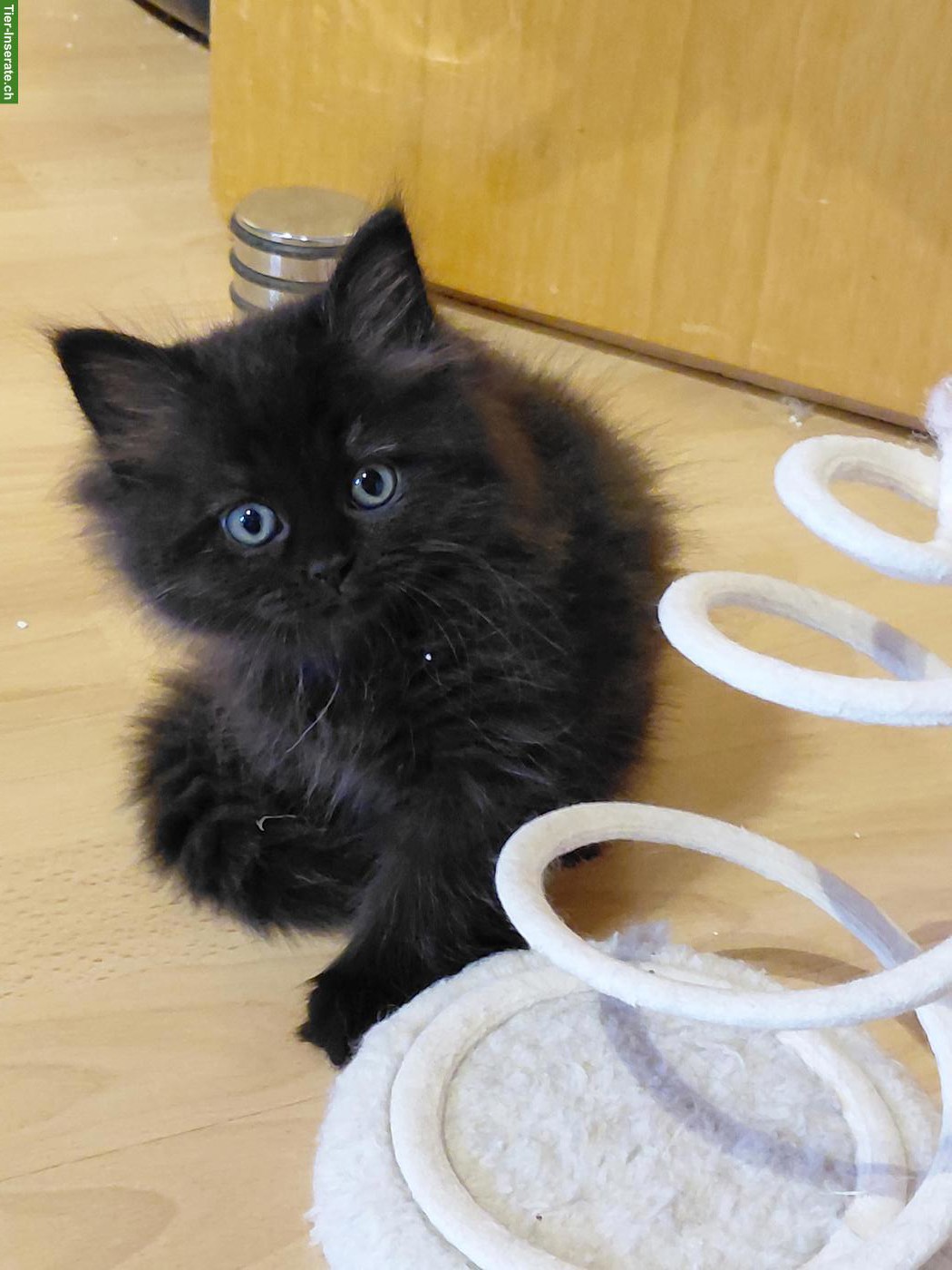 Britisch Langhaar x Neva Masquarade Mix Kitten