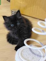 Britisch Langhaar x Neva Masquarade Mix Kitten