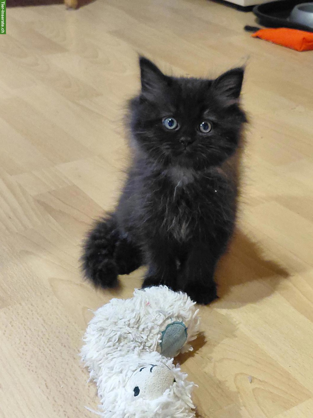 Bild 2: Britisch Langhaar x Neva Masquarade Mix Kitten