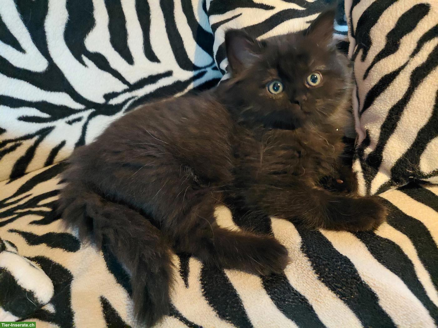 Bild 3: Britisch Langhaar x Neva Masquarade Mix Kitten
