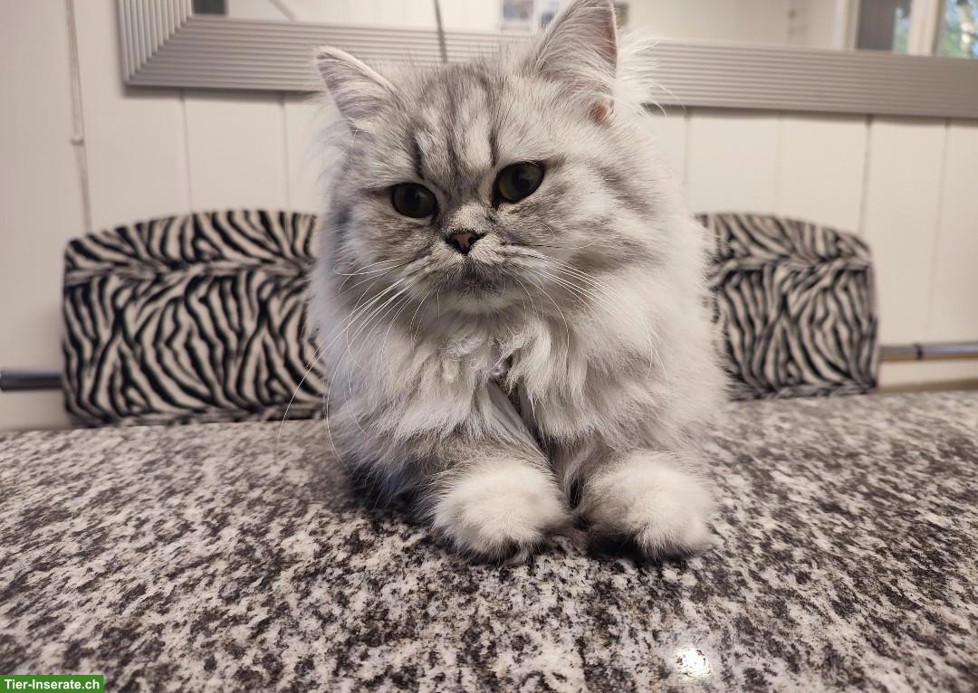 Bild 4: Britisch Langhaar x Neva Masquarade Mix Kitten